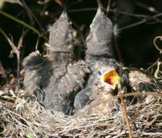 Amsel-8-Tag-Schnabel.jpg